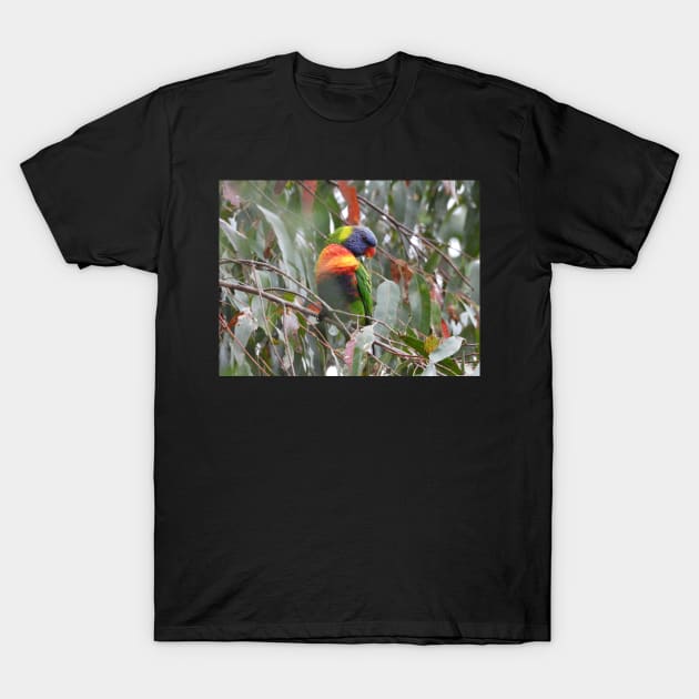 Rainbow Lorikeet in Norton Summit T-Shirt by claire-l-page